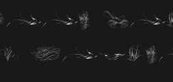 penmanship-birds-and-ornaments-freePreview