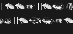fishyprint-one-aoePreview