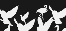 birds-of-a-featherPreview