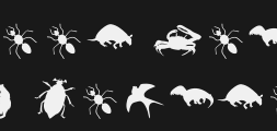 animsilhousbPreview