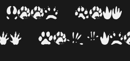 animaltracksPreview